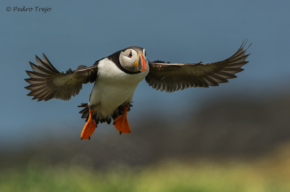 Frailecillo atlántico (Fratercula arctica)